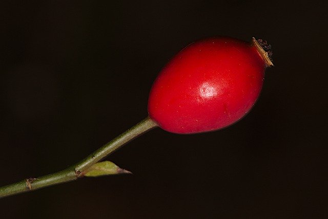 Free download Autumn Rose Hip Red -  free free photo or picture to be edited with GIMP online image editor