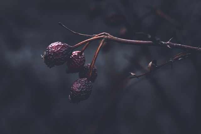 Baixe gratuitamente a imagem gratuita de bagas de rosa mosqueta de outono para ser editada com o editor de imagens on-line gratuito do GIMP