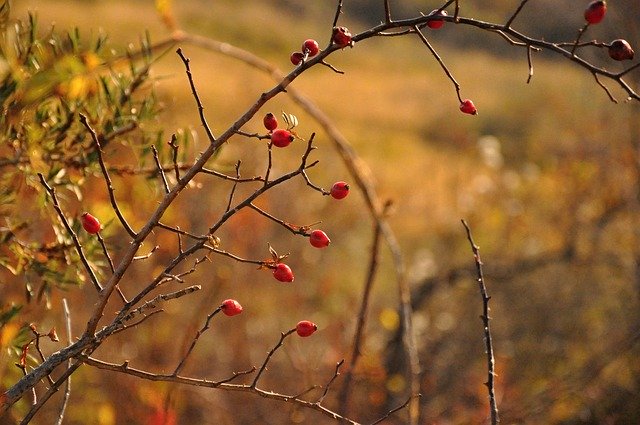 Bezpłatne pobieranie Jesienna dzika róża - bezpłatne zdjęcie lub obraz do edycji za pomocą internetowego edytora obrazów GIMP
