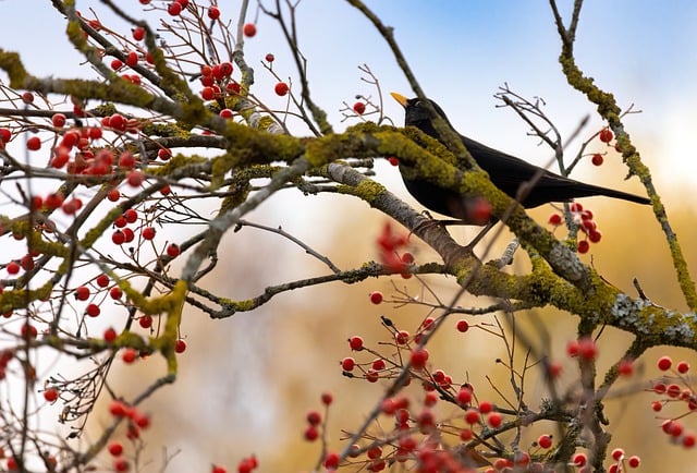 Free download autumn rowan sorbus blackbird free picture to be edited with GIMP free online image editor