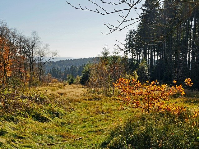 Muat turun percuma Autumn Sauerland Emerge Fall - foto atau gambar percuma untuk diedit dengan editor imej dalam talian GIMP