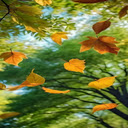 Autumn scene wallpaper  screen for extension Chrome web store in OffiDocs Chromium