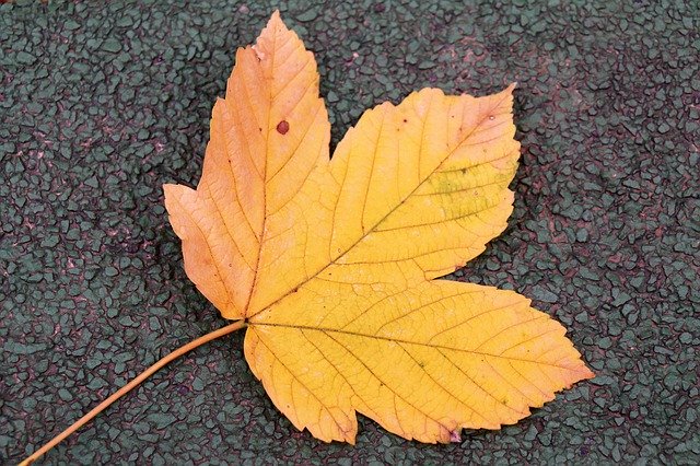 Template Photo Autumn Season Yellow Leaf On The -  for OffiDocs
