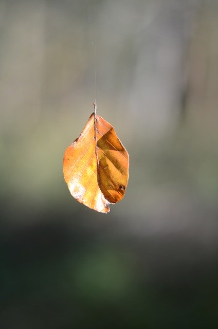 Free download Autumn Sheet Bokeh -  free photo or picture to be edited with GIMP online image editor