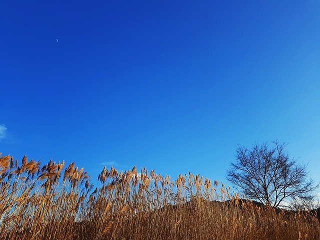 Bezpłatne pobieranie Autumn Sky Reed - bezpłatne zdjęcie lub obraz do edycji za pomocą internetowego edytora obrazów GIMP