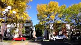 Free download Autumn Street Cars Apartment -  free video to be edited with OpenShot online video editor