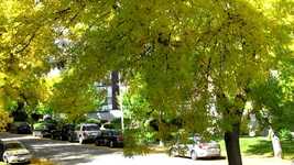 Download gratuito Autumn Street Trees - video gratuito da modificare con l'editor video online OpenShot