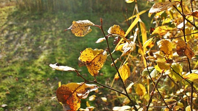 Free download Autumn Sun Leaves -  free photo or picture to be edited with GIMP online image editor