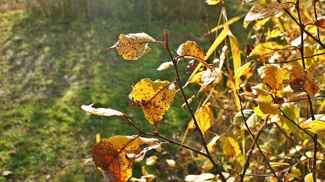 Descarga gratuita Autumn Sun Leaves: foto o imagen gratuita para editar con el editor de imágenes en línea GIMP