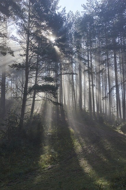 가을 안개 숲 무료 다운로드 - 무료 사진 또는 김프 온라인 이미지 편집기로 편집할 사진