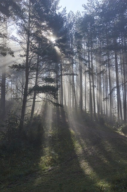 دانلود رایگان Autumn The Fog Forest - عکس یا تصویر رایگان قابل ویرایش با ویرایشگر تصویر آنلاین GIMP