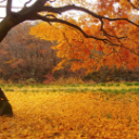 Autumn Theme  screen for extension Chrome web store in OffiDocs Chromium