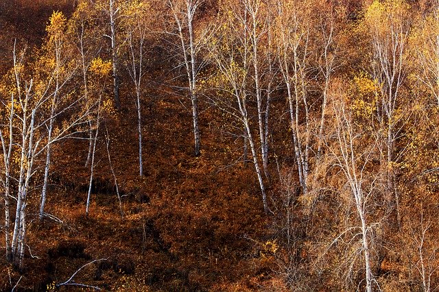 Templat Photo Autumn The Scenery Tree - untuk OffiDocs