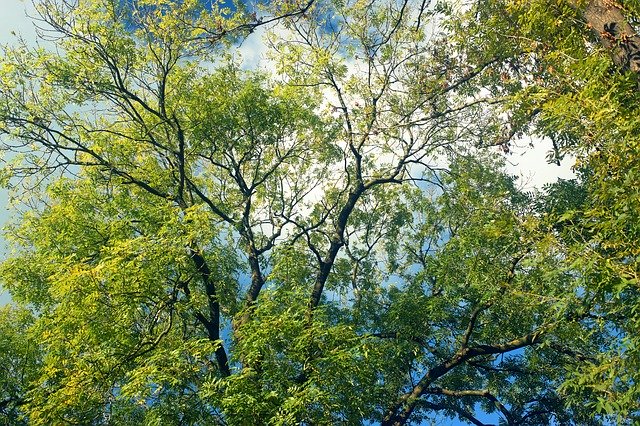 Free download Autumn Tree Aesthetic -  free photo or picture to be edited with GIMP online image editor