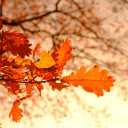 Autumn tree branches  screen for extension Chrome web store in OffiDocs Chromium