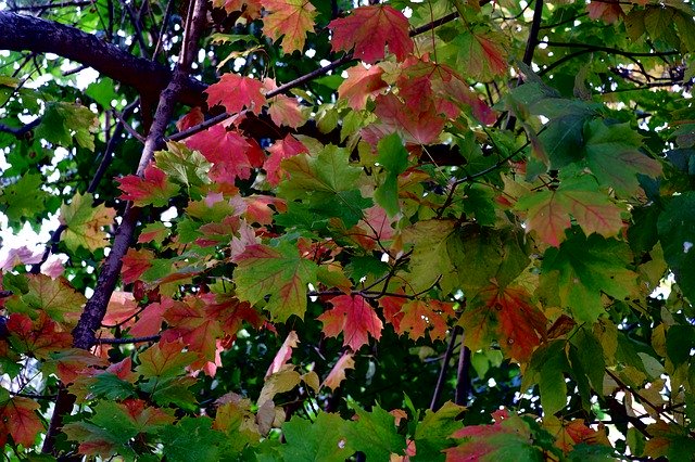 Muat turun percuma Autumn Tree Foliage - foto atau gambar percuma untuk diedit dengan editor imej dalam talian GIMP