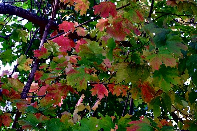 Download gratuito Autumn Tree Foliage - foto o immagine gratuita da modificare con l'editor di immagini online di GIMP