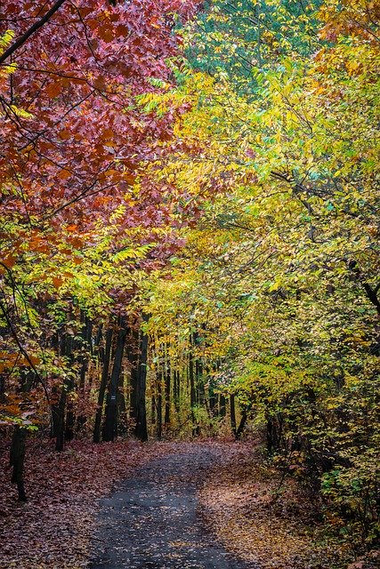 Unduh gratis Hutan Pohon Musim Gugur - foto atau gambar gratis untuk diedit dengan editor gambar online GIMP
