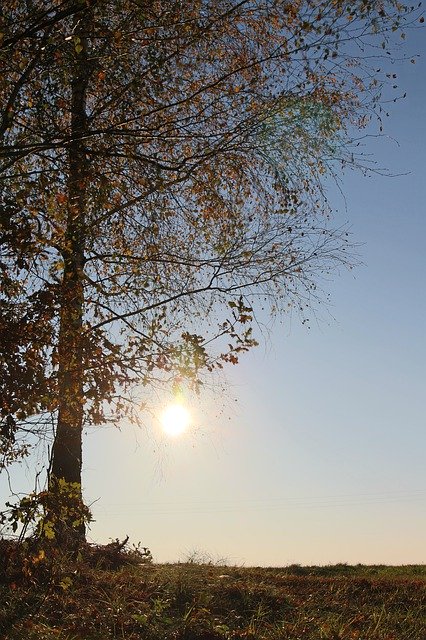 ดาวน์โหลดฟรี Autumn Tree Forest Leaves - รูปถ่ายหรือรูปภาพฟรีที่จะแก้ไขด้วยโปรแกรมแก้ไขรูปภาพออนไลน์ GIMP