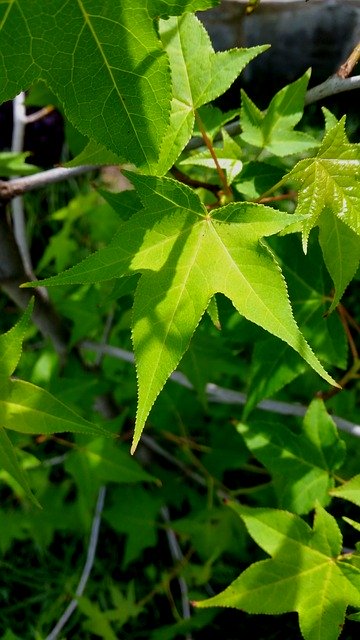Descărcare gratuită Autumn Tree Green - fotografie sau imagini gratuite pentru a fi editate cu editorul de imagini online GIMP
