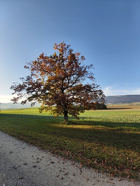 Template Photo Autumn Tree Landscape A Single -  for OffiDocs