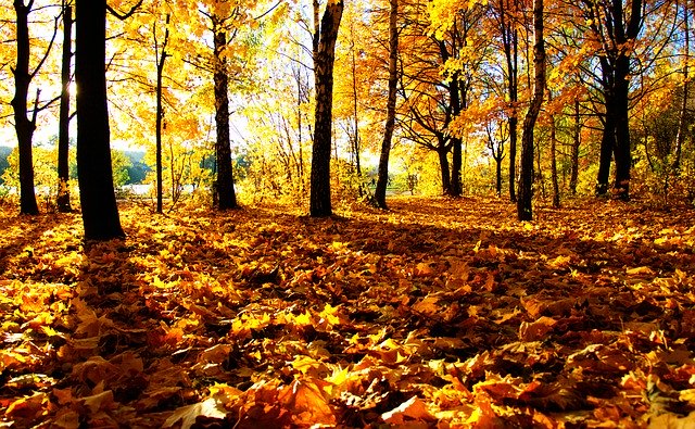 Descarga gratuita Autumn Tree Leaf: foto o imagen gratuita para editar con el editor de imágenes en línea GIMP