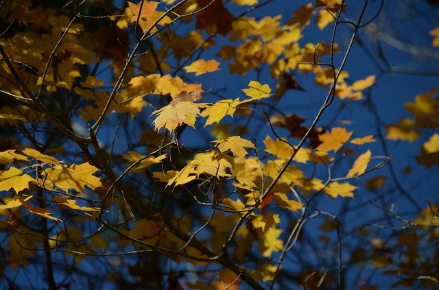 Descărcare gratuită Autumn Tree Leaves - fotografie sau imagini gratuite pentru a fi editate cu editorul de imagini online GIMP