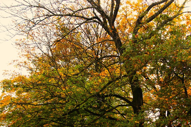 Free download autumn tree leaves branches fall free picture to be edited with GIMP free online image editor