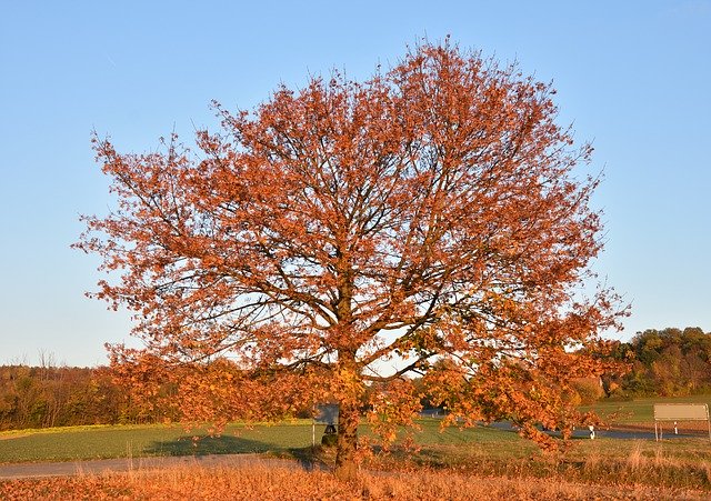 Free download Autumn Tree Red -  free photo or picture to be edited with GIMP online image editor