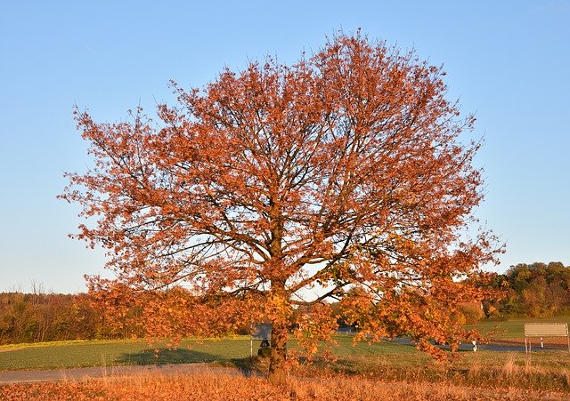 বিনামূল্যে ডাউনলোড করুন Autumn Tree Red - বিনামূল্যে ছবি বা ছবি GIMP অনলাইন ইমেজ এডিটর দিয়ে সম্পাদনা করতে হবে