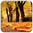 Autumn Trees  screen for extension Chrome web store in OffiDocs Chromium