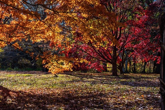 Muat turun percuma Autumn Trees Colorful - foto atau gambar percuma untuk diedit dengan editor imej dalam talian GIMP