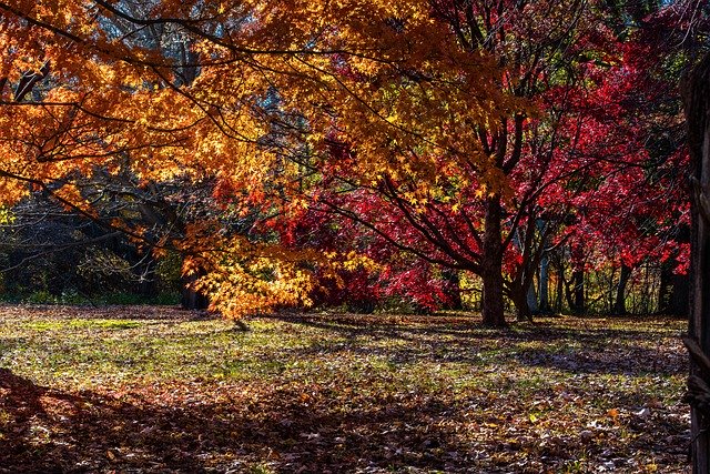 Free download Autumn Trees Colorful -  free photo or picture to be edited with GIMP online image editor