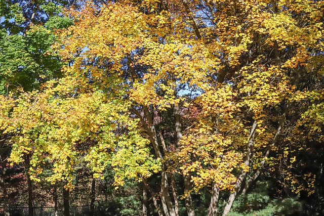 Free download autumn trees fall nature woods free picture to be edited with GIMP free online image editor