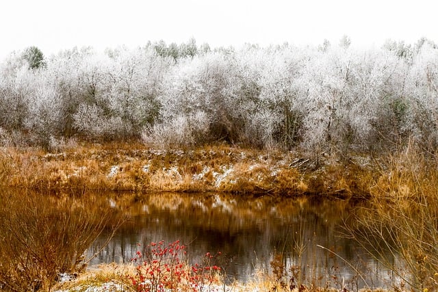 Free download autumn trees frost cold nature free picture to be edited with GIMP free online image editor