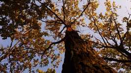 Scarica gratis Autumn Trees In The Fall Of video gratuito da modificare con l'editor video online OpenShot