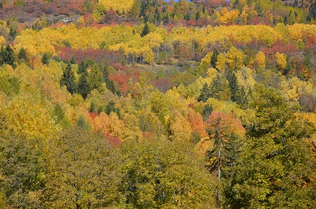 Free download Autumn Trees Mountain -  free photo or picture to be edited with GIMP online image editor