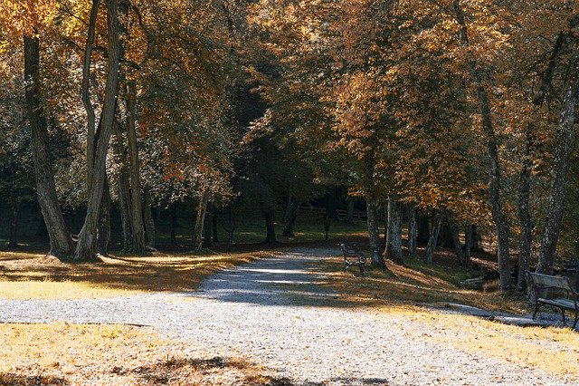 Free download Autumn Trees Path Forest -  free photo or picture to be edited with GIMP online image editor
