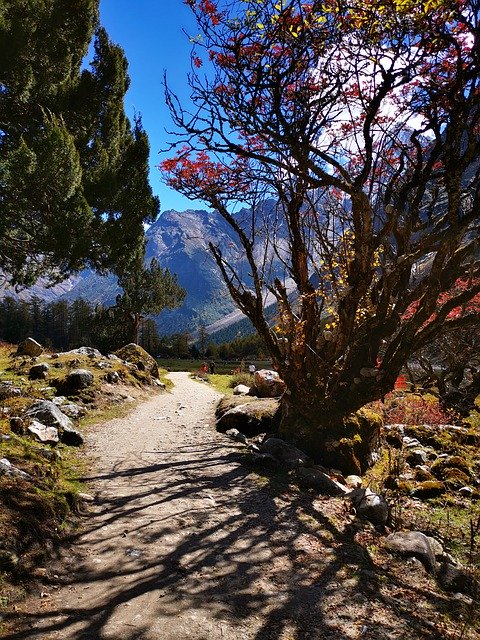 Téléchargement gratuit Arbres d'automne - photo ou image gratuite à éditer avec l'éditeur d'images en ligne GIMP