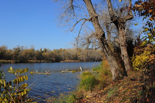 Gratis download Autumn Trees Water - gratis foto of afbeelding om te bewerken met GIMP online afbeeldingseditor