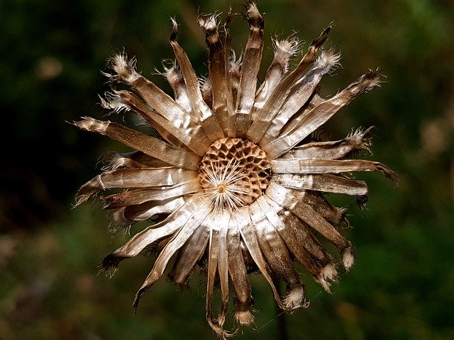 Descărcare gratuită Autumn Trockenblume Faded - fotografie sau imagini gratuite pentru a fi editate cu editorul de imagini online GIMP