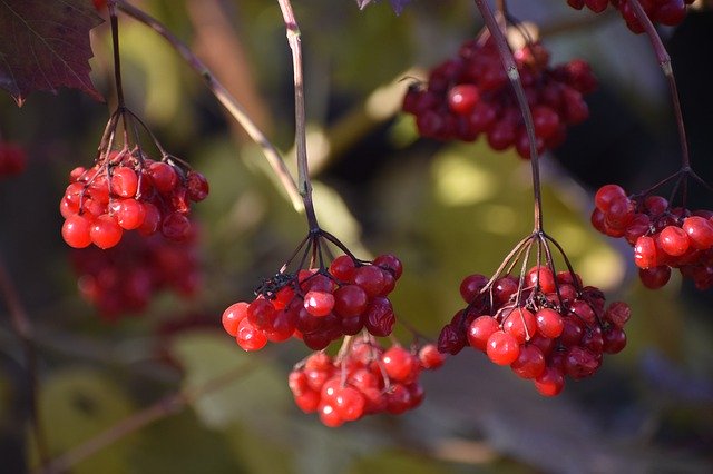 Free download Autumn Viburnum Berry -  free photo or picture to be edited with GIMP online image editor