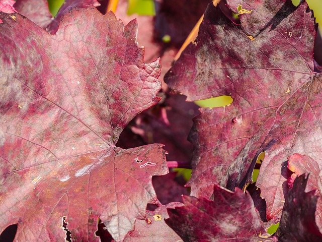 Téléchargement gratuit Autumn Vine Leaves Fall Color - photo ou image gratuite à éditer avec l'éditeur d'images en ligne GIMP