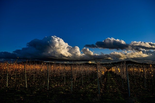 Gratis download Autumn Vineyard Landscape - gratis foto of afbeelding om te bewerken met GIMP online afbeeldingseditor