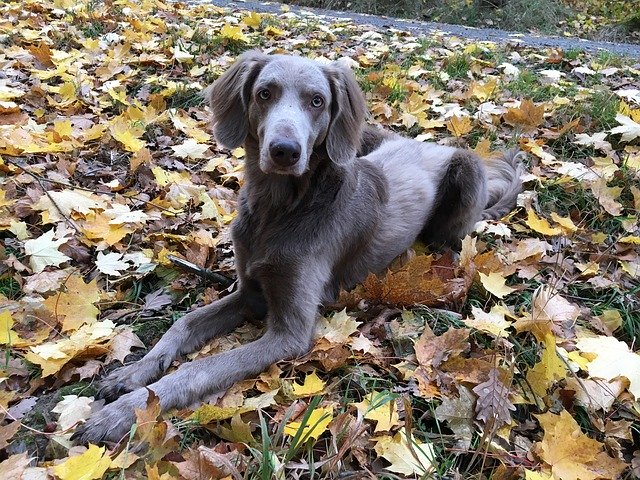 Unduh gratis Autumn Walk Weimaraner - foto atau gambar gratis untuk diedit dengan editor gambar online GIMP