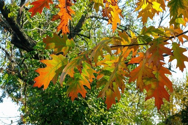 Free download Autumn Weather Oak Colors -  free photo or picture to be edited with GIMP online image editor