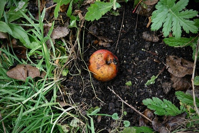 സൗജന്യ ഡൗൺലോഡ് Autumn Windfall Apple - GIMP ഓൺലൈൻ ഇമേജ് എഡിറ്റർ ഉപയോഗിച്ച് എഡിറ്റ് ചെയ്യേണ്ട സൗജന്യ ഫോട്ടോയോ ചിത്രമോ