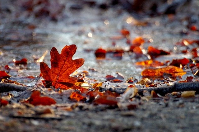 Free download Autumn Winter Leaves -  free photo or picture to be edited with GIMP online image editor