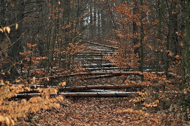 Free download autumn woods forest nature free picture to be edited with GIMP free online image editor