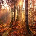 Autumn Woods Theme  screen for extension Chrome web store in OffiDocs Chromium